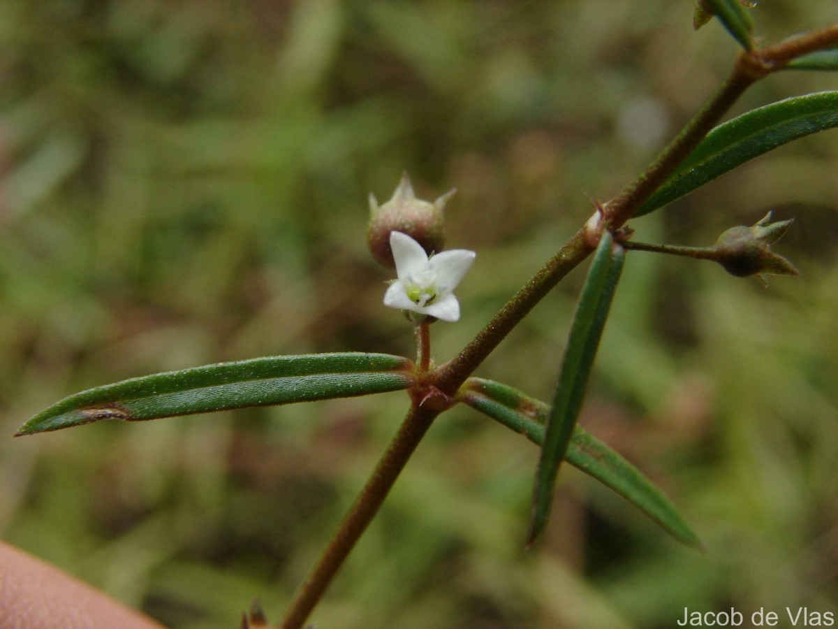 Scleromitrion diffusum (Willd.) R.J.Wang